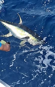 Yellow fin tuna Cavalier & Blue Marlin Sport Fishing Gran Canaria