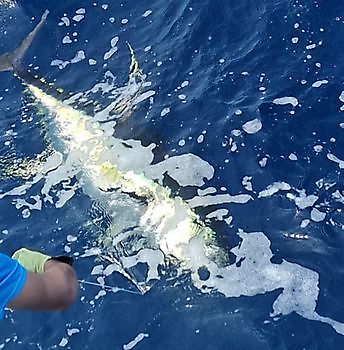 Atún de aleta amarilla Cavalier & Blue Marlin Sport Fishing Gran Canaria