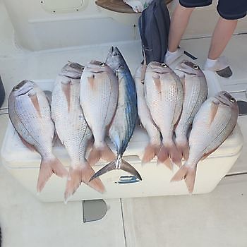 Snyggt fångat Cavalier & Blue Marlin Sport Fishing Gran Canaria