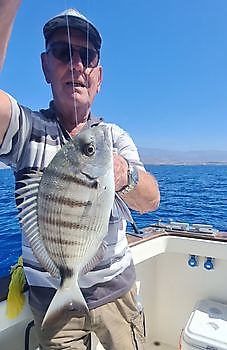 Striped Seabream Cavalier & Blue Marlin Sport Fishing Gran Canaria