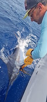 Blue Marlin Cavalier & Blue Marlin Sport Fishing Gran Canaria