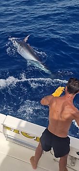 Blauwe marlijn Cavalier & Blue Marlin Sport Fishing Gran Canaria