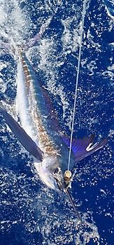 Klaas Westerhof released a White Marlin on the boat Cavalier Cavalier & Blue Marlin Sport Fishing Gran Canaria