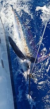 Klaas Westerhof released a White Marlin on the boat Cavalier Cavalier & Blue Marlin Sport Fishing Gran Canaria