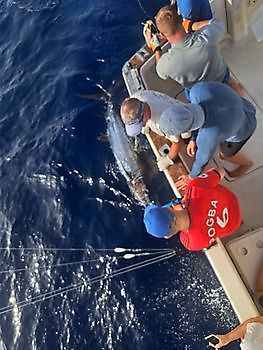 Boat Blue Marlin 3 Cavalier & Blue Marlin Sport Fishing Gran Canaria