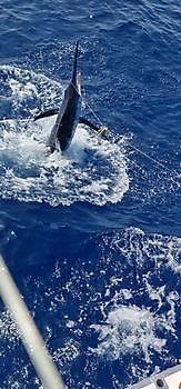 Boat Cavalier Cavalier & Blue Marlin Sport Fishing Gran Canaria