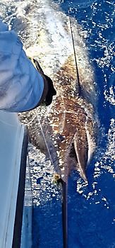Cavalier ving meer dan 700 lbs blauwe marlijn. Cavalier & Blue Marlin Sport Fishing Gran Canaria