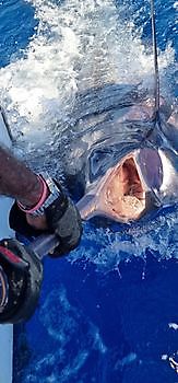 Cavalier caught more then 700 lbs blue marlin. Cavalier & Blue Marlin Sport Fishing Gran Canaria