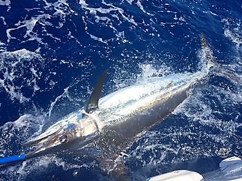 550 lbs Blue Marlin released on the boat Blue Marlin 3 Cavalier & Blue Marlin Sport Fishing Gran Canaria
