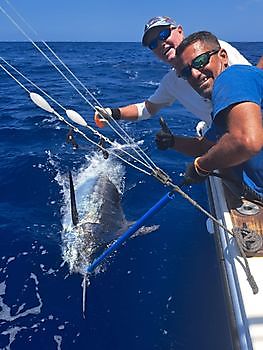 550 lbs Blue Marlin losgelaten op de boot Blue Marlin 3 Cavalier & Blue Marlin Sport Fishing Gran Canaria