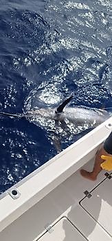 700 lbs Blue Marlin Released on the boat Cavalier Cavalier & Blue Marlin Sport Fishing Gran Canaria