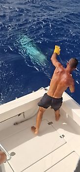 700 lbs Blue Marlin Released on the boat Cavalier Cavalier & Blue Marlin Sport Fishing Gran Canaria
