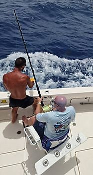 Blauwe Marlijn gereleased door Cavalier Cavalier & Blue Marlin Sport Fishing Gran Canaria