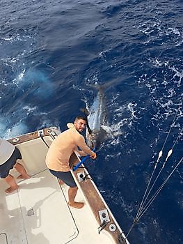 280 kg Blue Marlin released by Euan Miller Cavalier & Blue Marlin Sport Fishing Gran Canaria