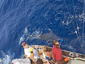 600lbs blue marlin released by Blue Marlin 3 Cavalier & Blue Marlin Sport Fishing Gran Canaria