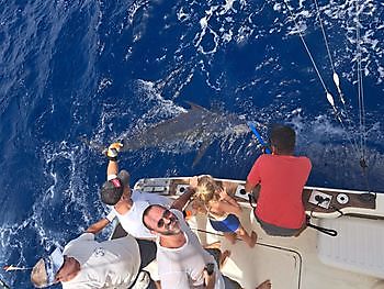 600 pond blauwe marlijn gereleased door Blue Marlin 3 Cavalier & Blue Marlin Sport Fishing Gran Canaria