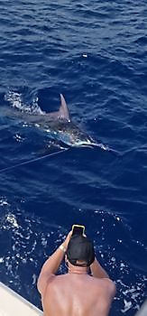 700 lbs Blue Marlin released on the boat Cavalier Cavalier & Blue Marlin Sport Fishing Gran Canaria