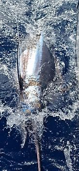 Blue Marlin released by Cavalier Cavalier & Blue Marlin Sport Fishing Gran Canaria