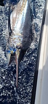 Blue Marlin released by Cavalier Cavalier & Blue Marlin Sport Fishing Gran Canaria