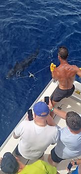 140 kg Blauwe Marlijn gereleased door Patrick Siebert uit Duitsland Cavalier & Blue Marlin Sport Fishing Gran Canaria