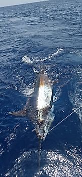Cavalier haakte 2 blauwe marlijnen aan Cavalier & Blue Marlin Sport Fishing Gran Canaria