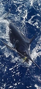 Cavalier released 150kg Marlin Cavalier & Blue Marlin Sport Fishing Gran Canaria