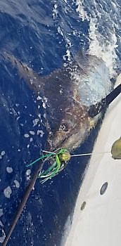 Cavalier released 250kg Blue Marlin!!! Cavalier & Blue Marlin Sport Fishing Gran Canaria