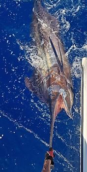 9/9 - Cavalier released a 350kg Blue Marlin!!!! Cavalier & Blue Marlin Sport Fishing Gran Canaria