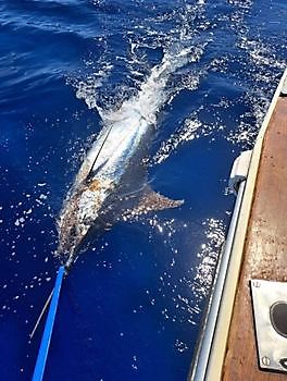 10/9 - 2 Blauwe Marlijnen gereleased!! Cavalier & Blue Marlin Sport Fishing Gran Canaria