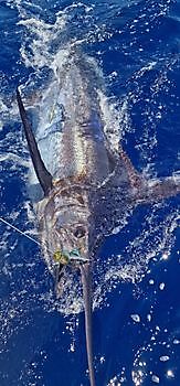 12/9 -  3 Blauwe marlijnen gereleased!! Cavalier & Blue Marlin Sport Fishing Gran Canaria