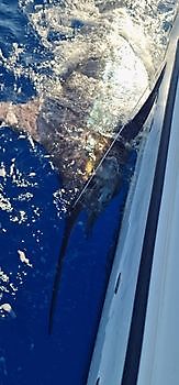 22/9 - Cavalier released 230 kg blue marlin! Cavalier & Blue Marlin Sport Fishing Gran Canaria