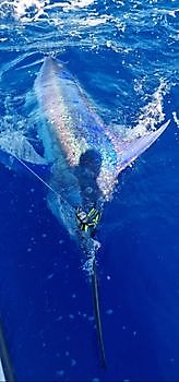 23/9 - Blue Marlin & Baracudas!! Cavalier & Blue Marlin Sport Fishing Gran Canaria