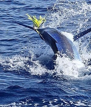 02/10 - Cavalier- released blue marlin!! Cavalier & Blue Marlin Sport Fishing Gran Canaria