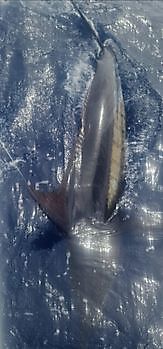 04/10- Cavalier released 600lbs blue marlin today!! Cavalier & Blue Marlin Sport Fishing Gran Canaria