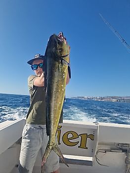 17/11 - Dorado fish - Atlantic bonito - Barracudas Cavalier & Blue Marlin Sport Fishing Gran Canaria