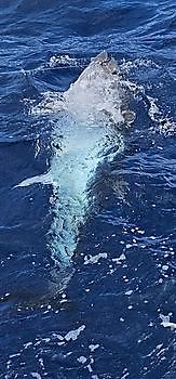 19.04. – ERSTER BLAUFLOSSEN-THUNFISCH DES JAHRES!! Cavalier & Blue Marlin Sport Fishing Gran Canaria