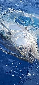 20/04 - ANOTHER BLUE FIN TUNA!!! Cavalier & Blue Marlin Sport Fishing Gran Canaria