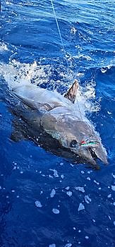 22/04 Cavalier & Blue Marlin Sport Fishing Gran Canaria