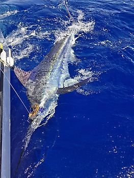 25/4 Cavalier & Blue Marlin Sport Fishing Gran Canaria