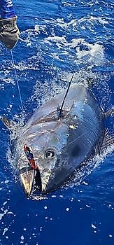 30/04 - GREAT FINISH OF THE MONTH!!! Cavalier & Blue Marlin Sport Fishing Gran Canaria