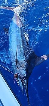 06/05 - OPNIEUW EEN BLAUWE MARLIJN!!! Cavalier & Blue Marlin Sport Fishing Gran Canaria
