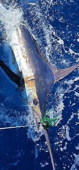 12/05 Cavalier & Blue Marlin Sport Fishing Gran Canaria