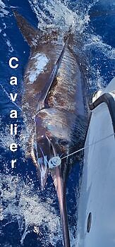 31/05 - BLUE MARLIN Cavalier & Blue Marlin Sport Fishing Gran Canaria