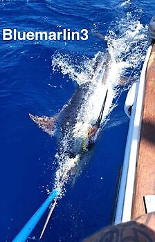14/06 BLUE MARLIN Cavalier & Blue Marlin Sport Fishing Gran Canaria