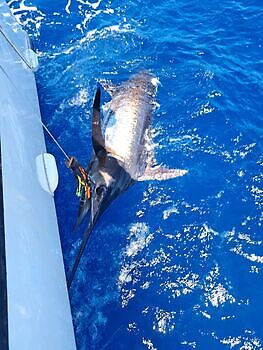 22/06 Cavalier & Blue Marlin Sport Fishing Gran Canaria