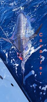 23/06 Cavalier & Blue Marlin Sport Fishing Gran Canaria