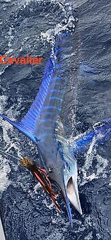 10/07 Cavalier & Blue Marlin Sport Fishing Gran Canaria