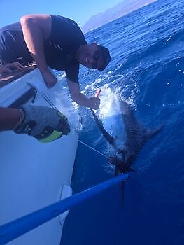 14/07 Cavalier & Blue Marlin Sport Fishing Gran Canaria