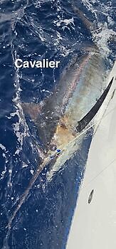 18/07 Cavalier & Blue Marlin Sport Fishing Gran Canaria