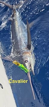 18/07 Cavalier & Blue Marlin Sport Fishing Gran Canaria